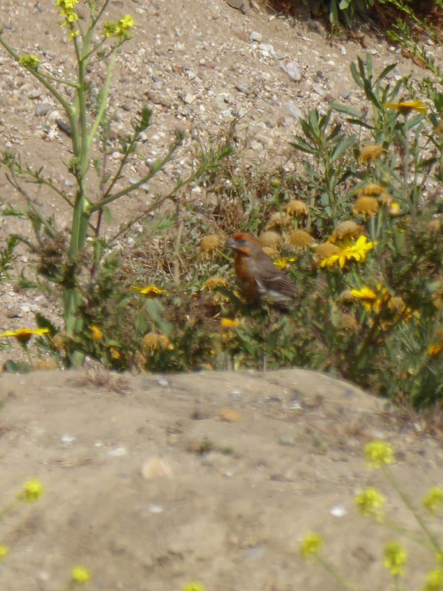 House Finch - ML157951771