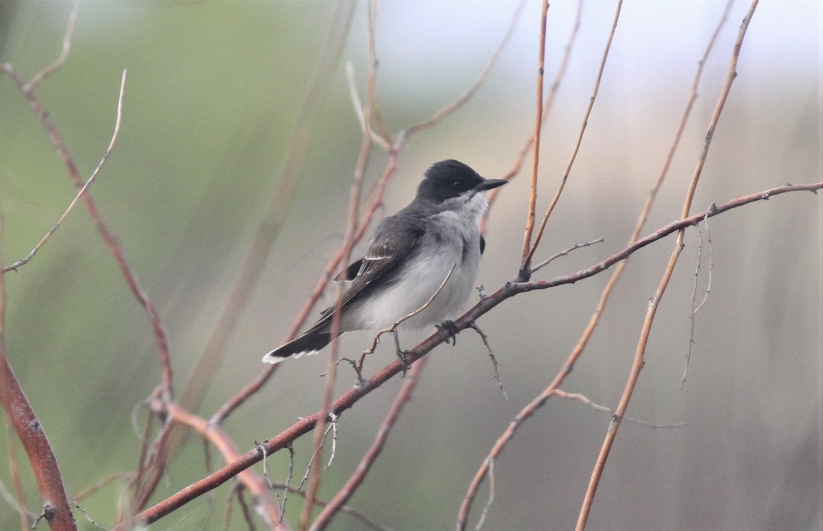 Eastern Kingbird - ML157951821