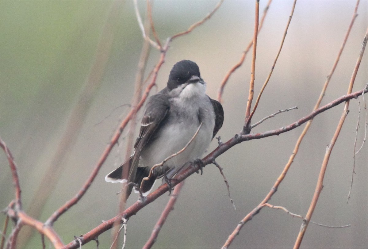 Eastern Kingbird - Cole  Sites