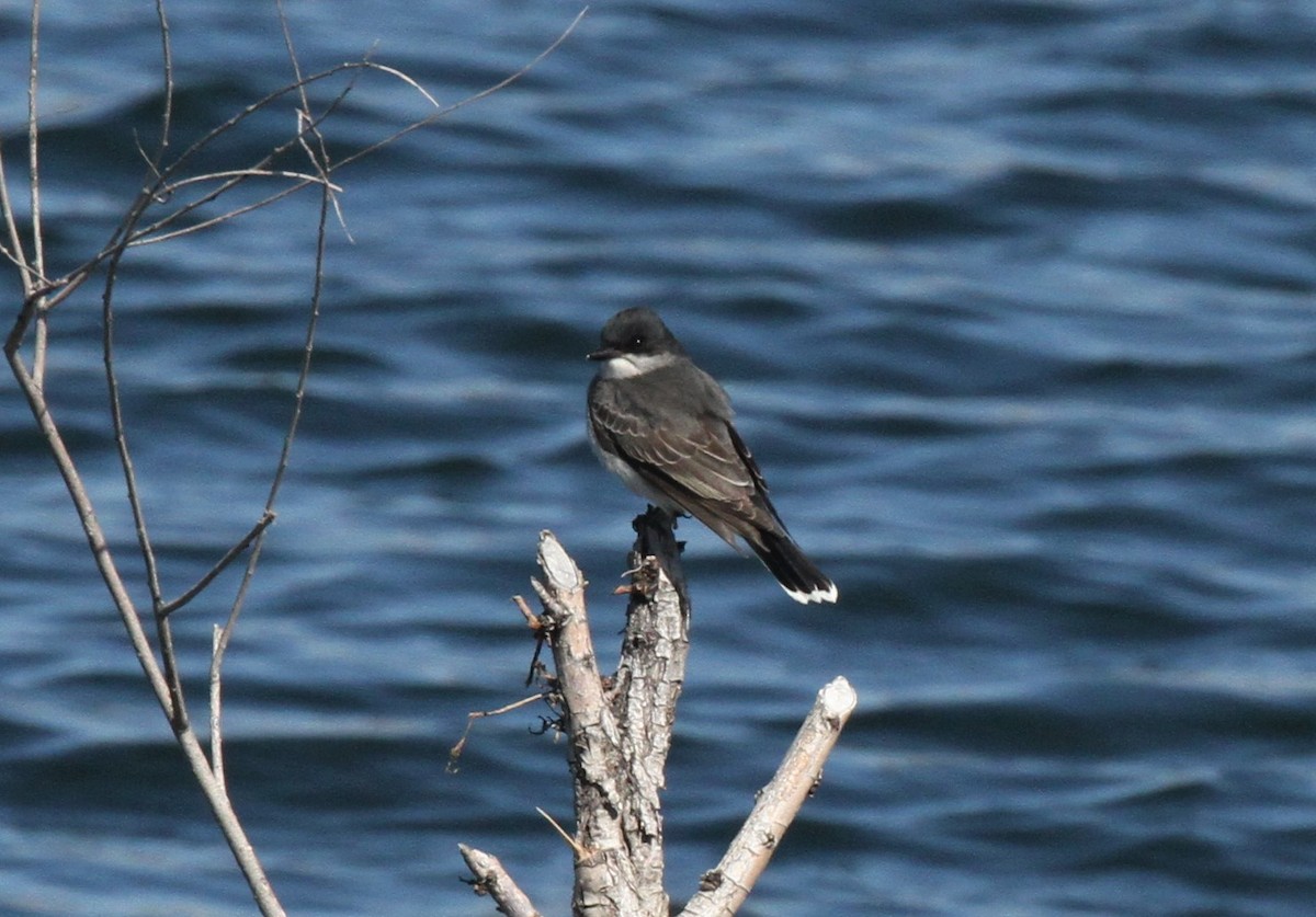 Eastern Kingbird - ML157951841