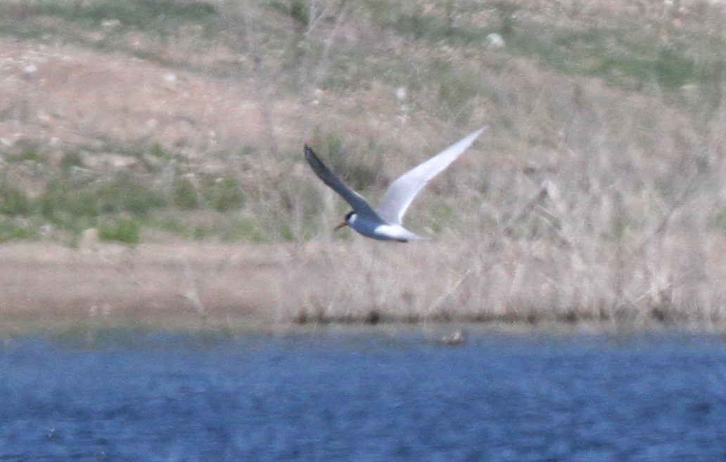 Forster's Tern - ML157952581