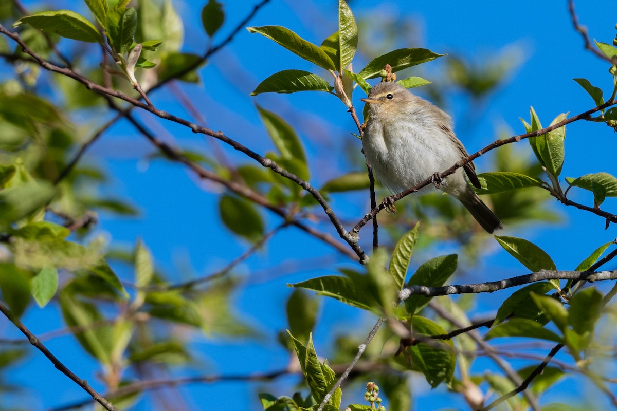 Common Chiffchaff - ML157953121