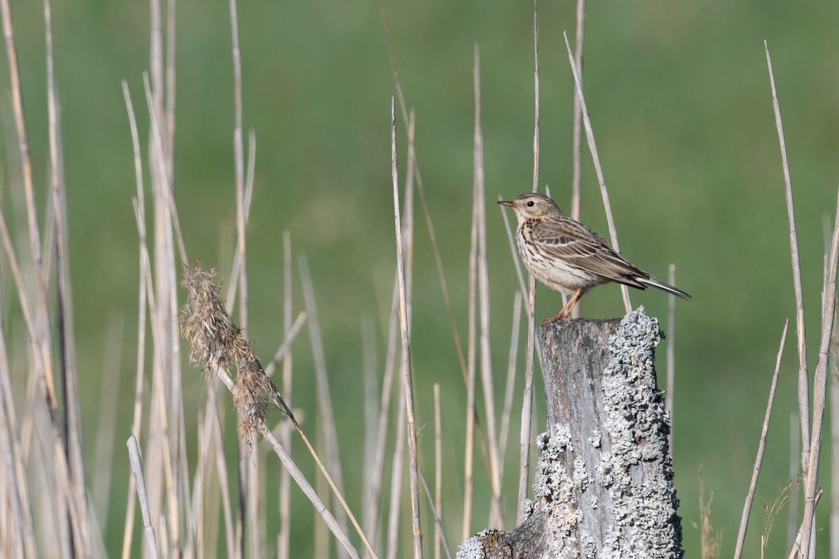 Meadow Pipit - ML157953141