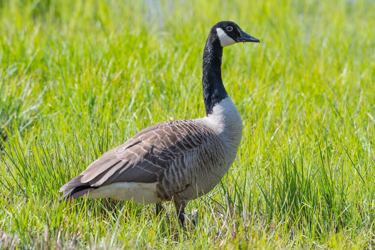 Canada Goose - ML157953221