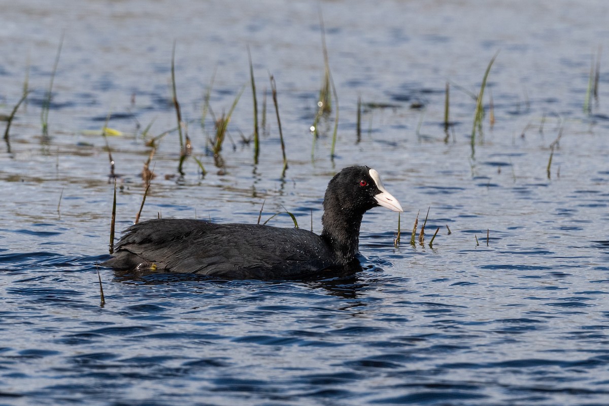 Eurasian Coot - ML157953271