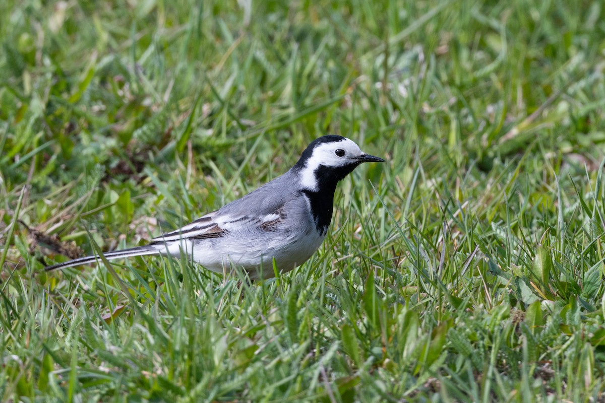 White Wagtail - ML157953301