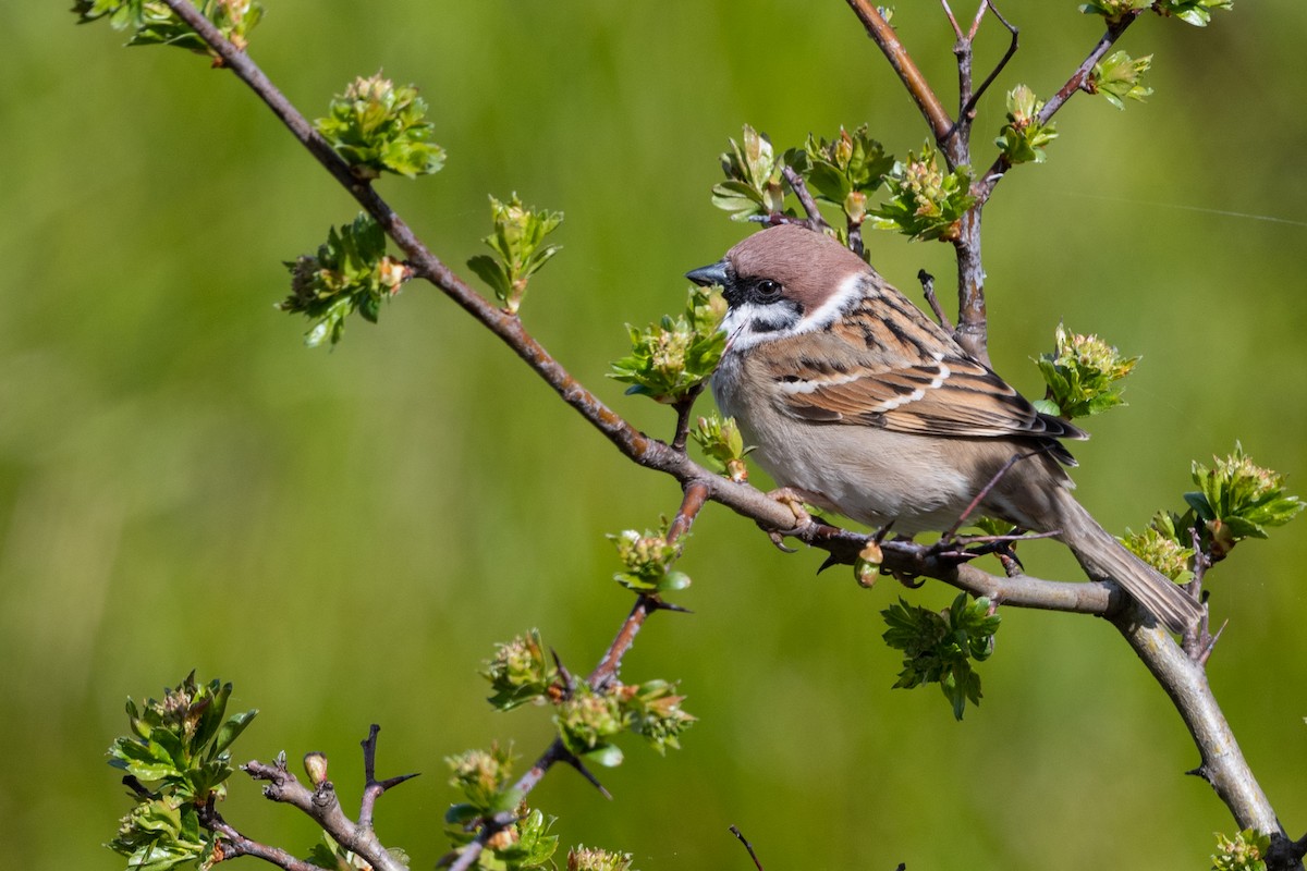 Eurasian Tree Sparrow - ML157953361
