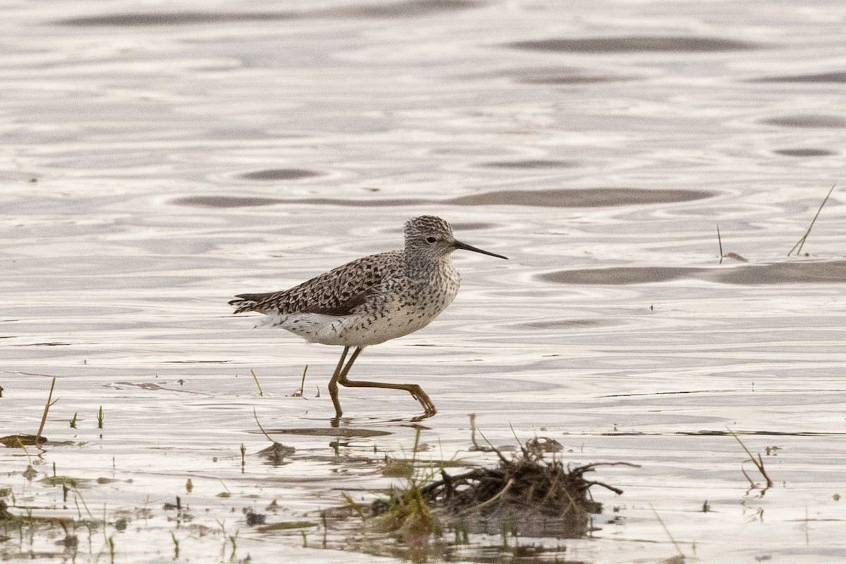 Marsh Sandpiper - ML157953421