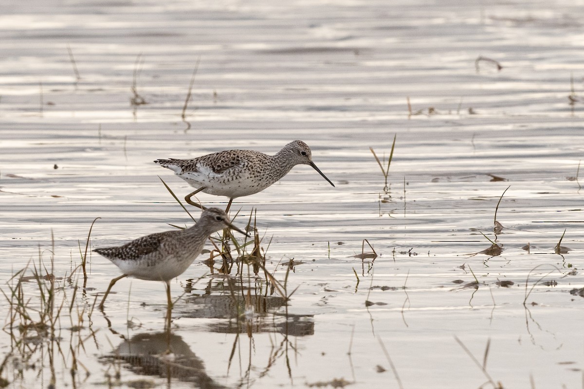 Marsh Sandpiper - ML157953441