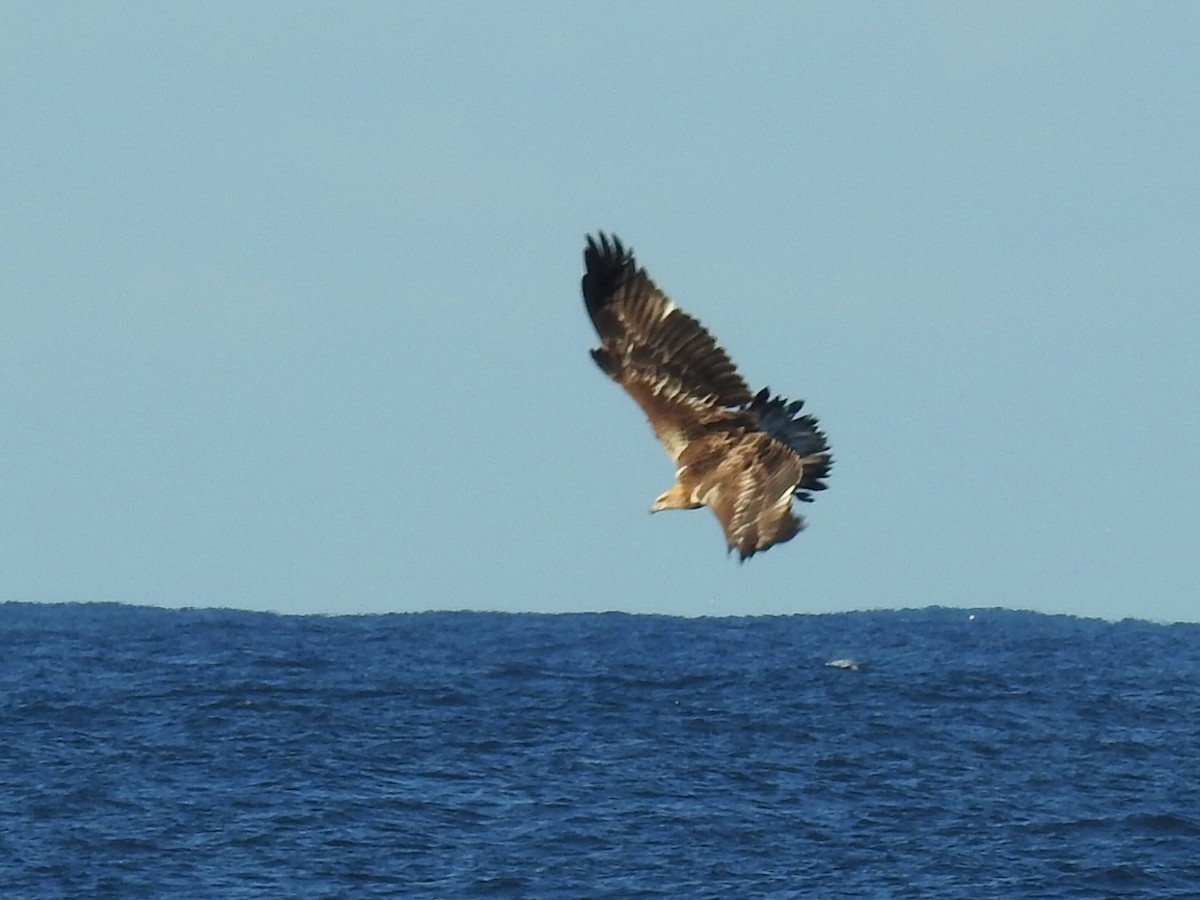 White-bellied Sea-Eagle - ML157954091