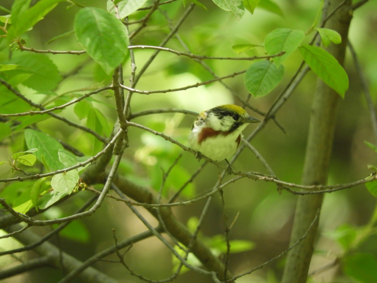 Paruline à flancs marron - ML157954211