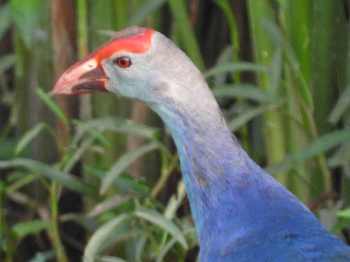 Gray-headed Swamphen - ML157954301