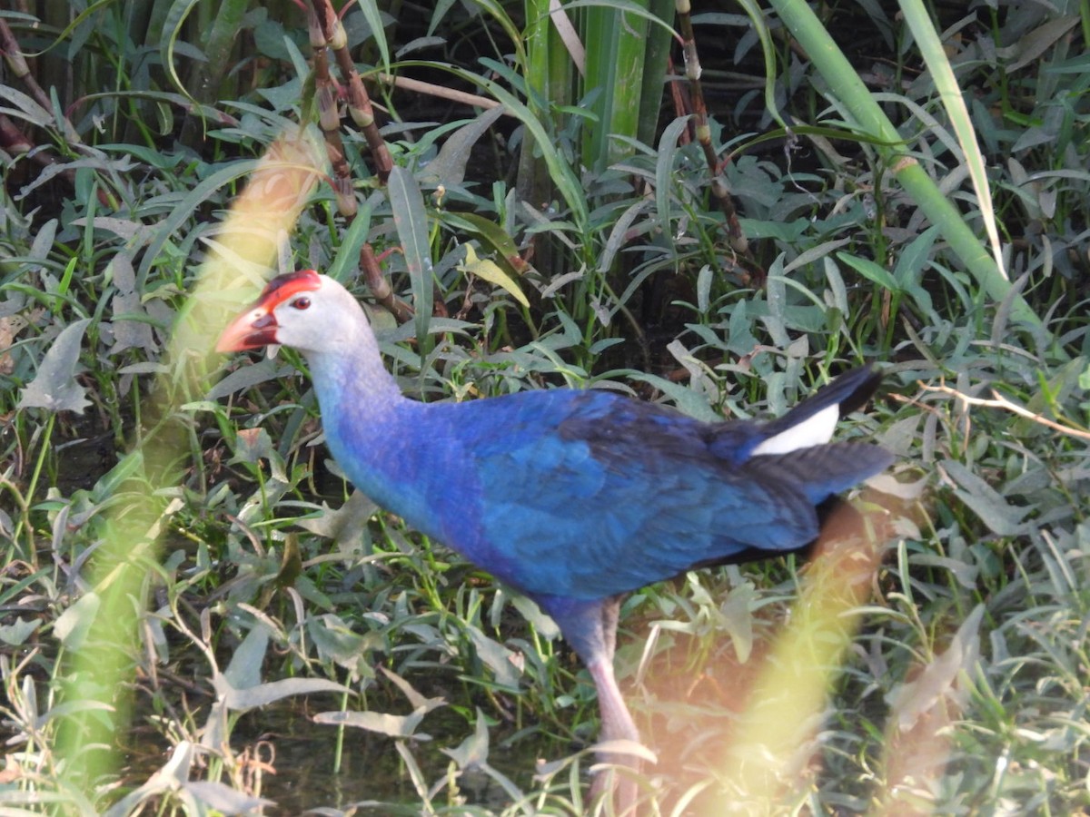 Gray-headed Swamphen - ML157954321