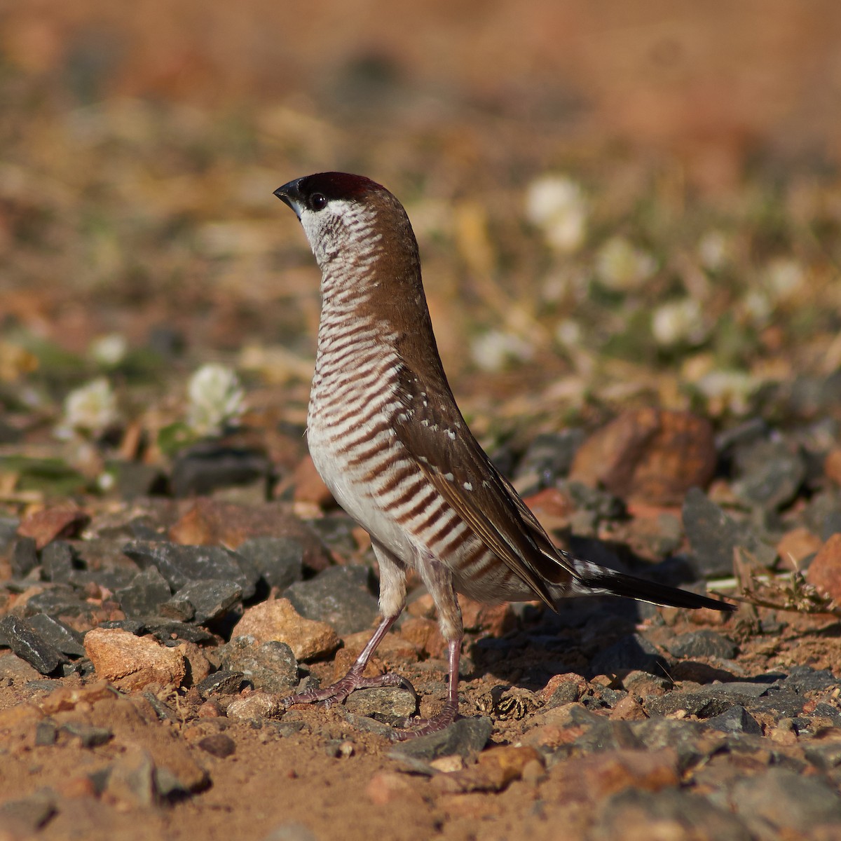 Plum-headed Finch - Sara Young