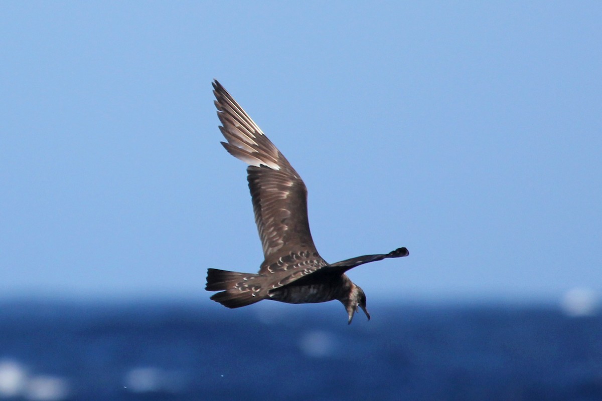 Parasitic Jaeger - Ray Turnbull