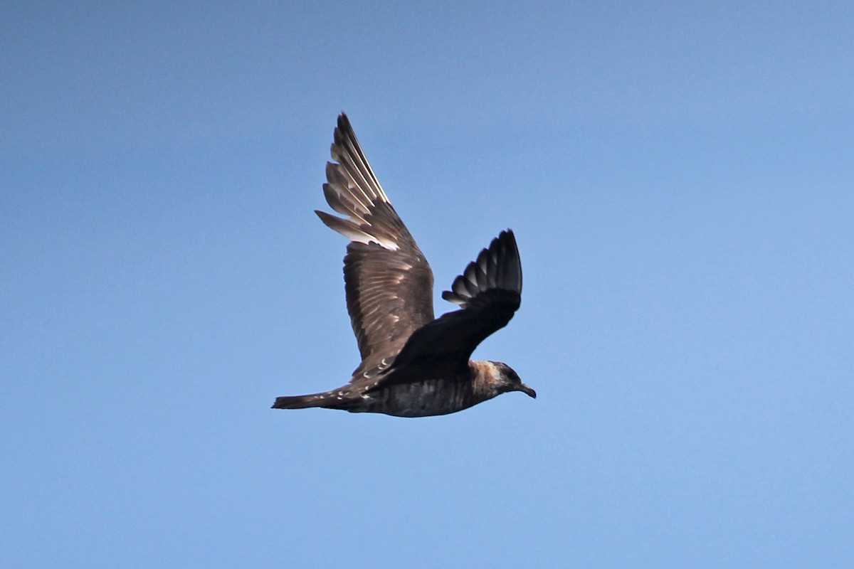 Parasitic Jaeger - Ray Turnbull