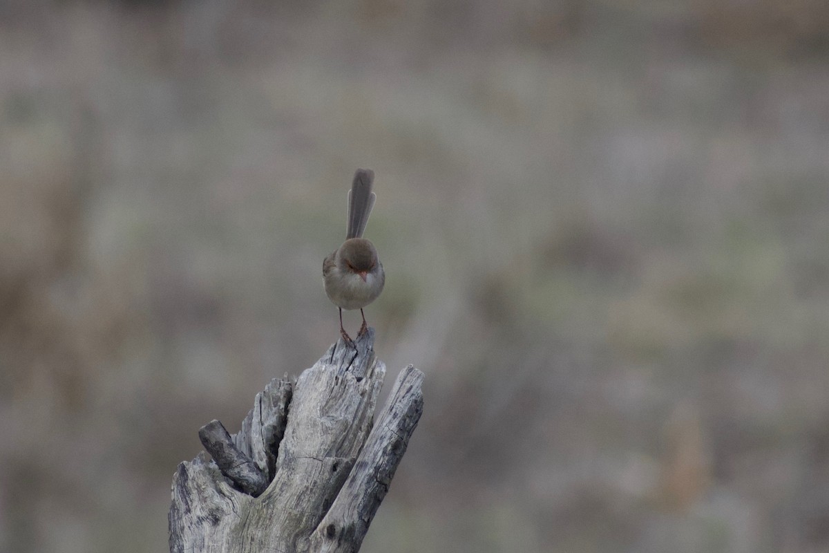 Superb Fairywren - ML157959561