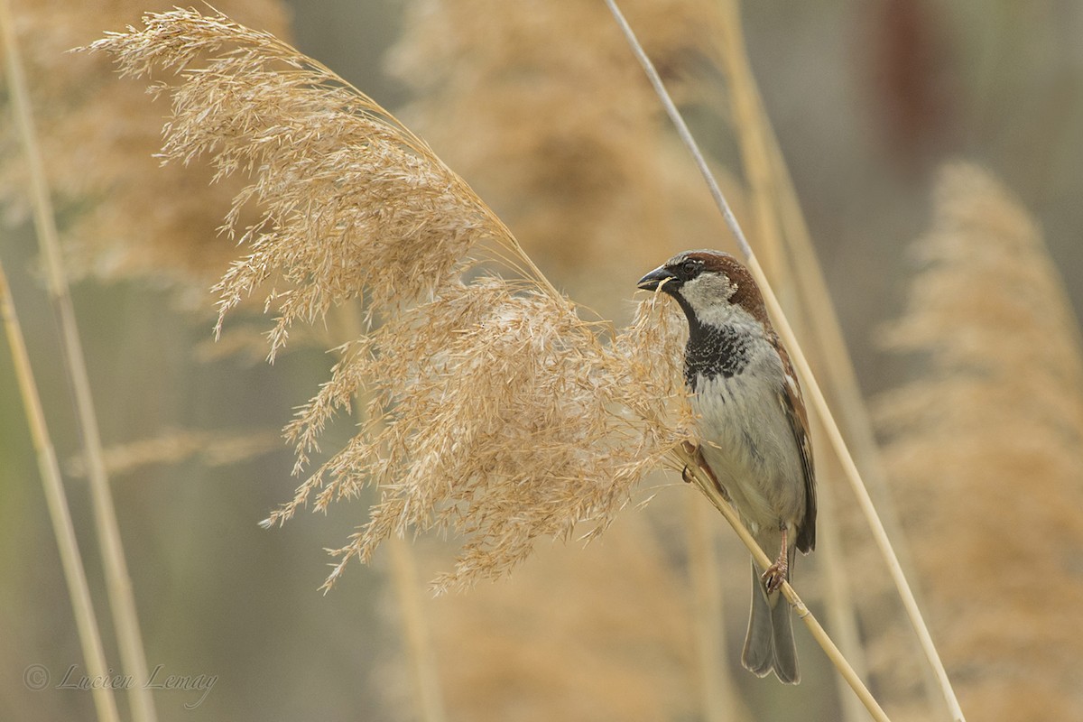 House Sparrow - ML157962211