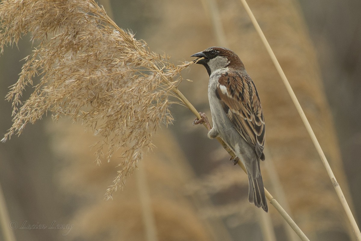 House Sparrow - ML157962241