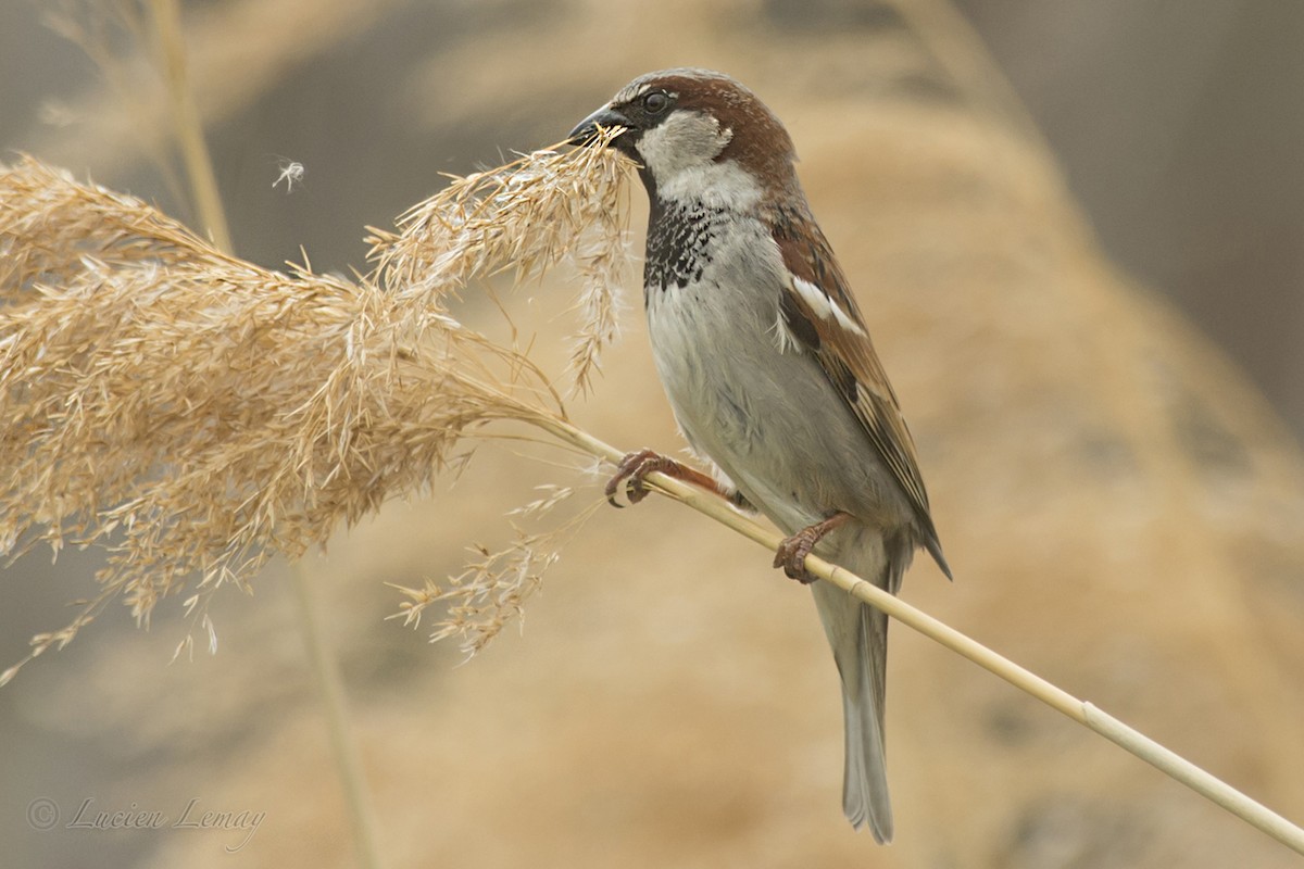 House Sparrow - ML157962261