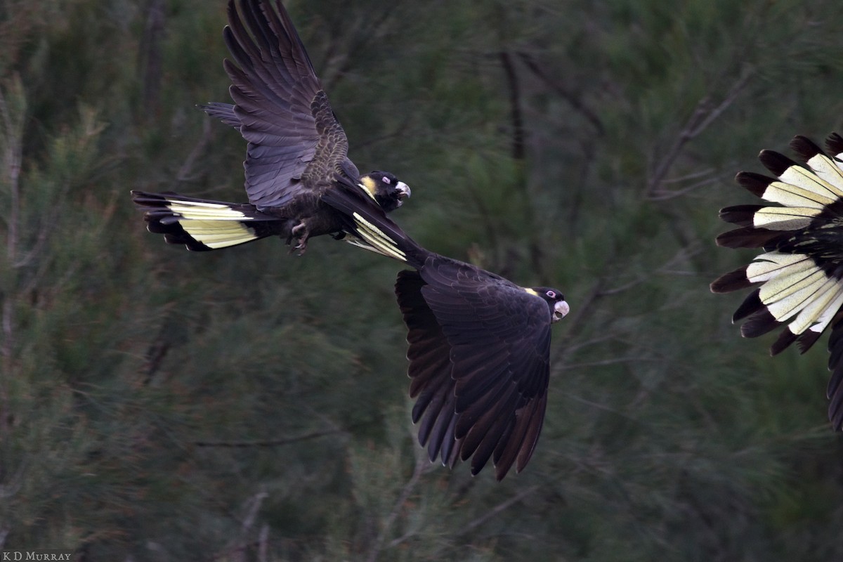 Yellow-tailed Black-Cockatoo - ML157963491