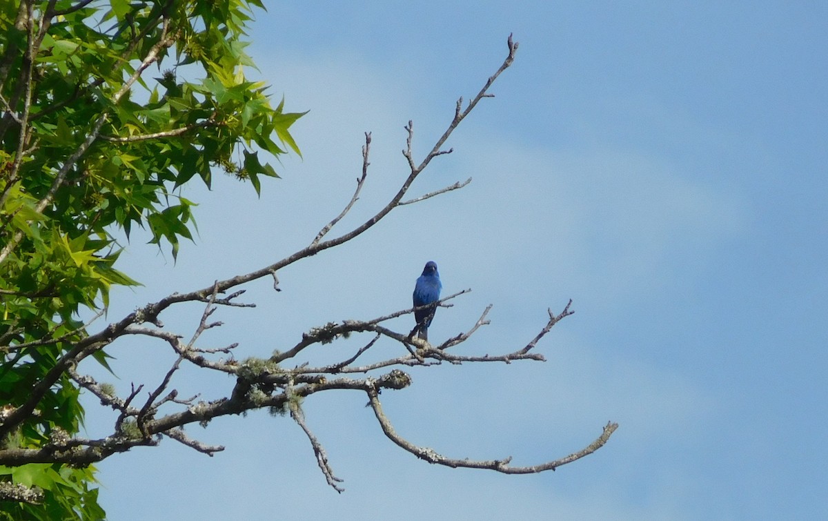 Indigo Bunting - ML157963511