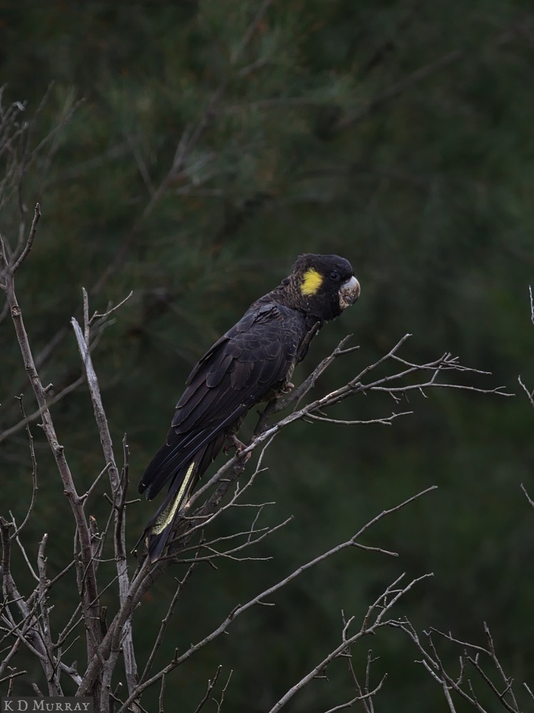 Yellow-tailed Black-Cockatoo - ML157963641