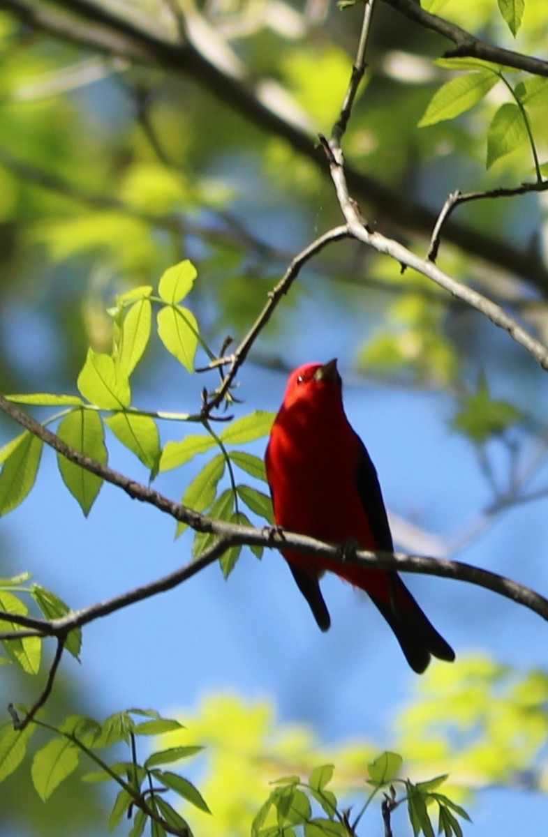 Scarlet Tanager - ML157966531