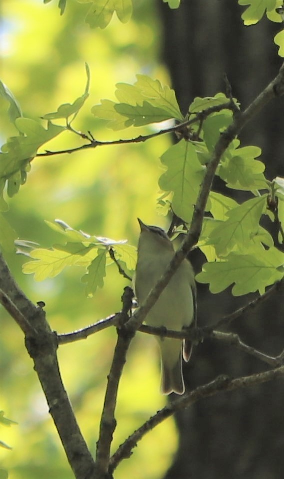 Red-eyed Vireo - ML157967761