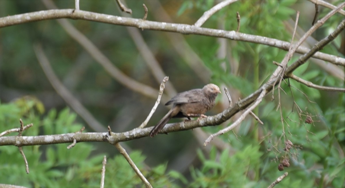 Yellow-billed Babbler - ML157968391