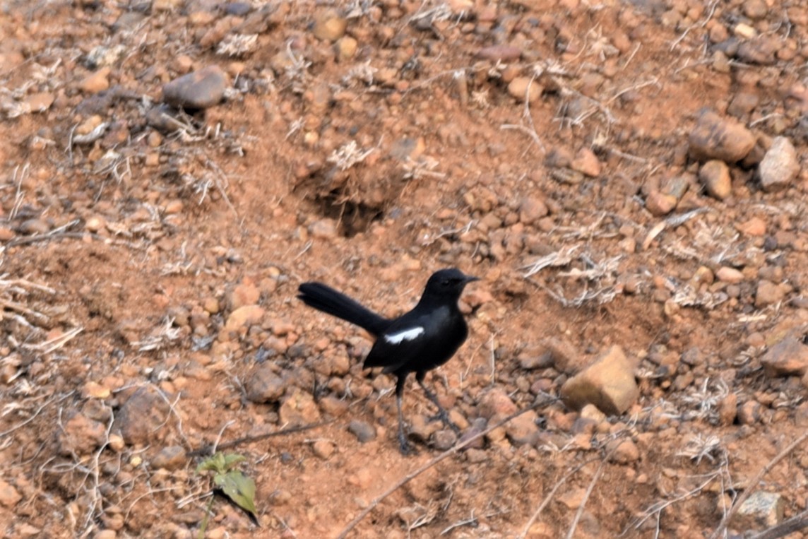 Indian Robin - ML157968631