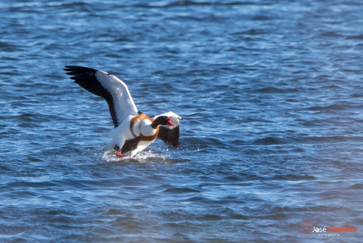 Common Shelduck - ML157970881