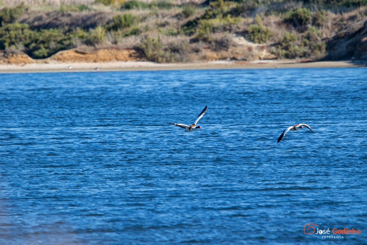 Common Shelduck - ML157970891