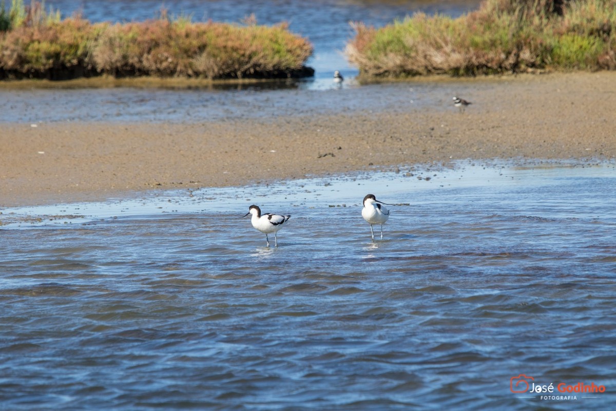 Pied Avocet - José Godinho