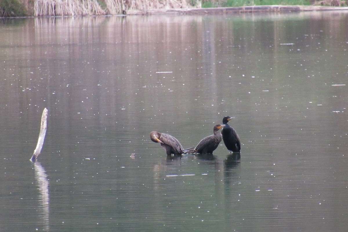 Cormoran à aigrettes - ML157972301