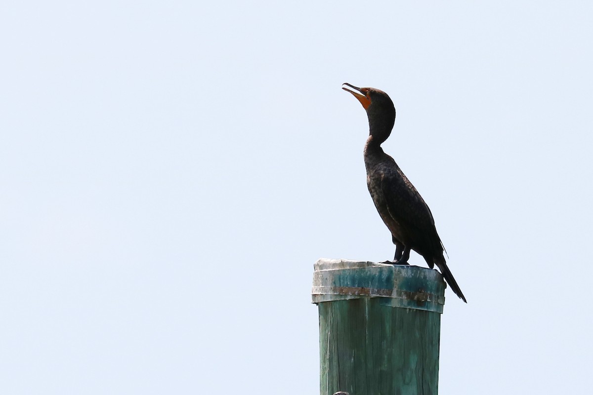 Cormoran à aigrettes - ML157972611