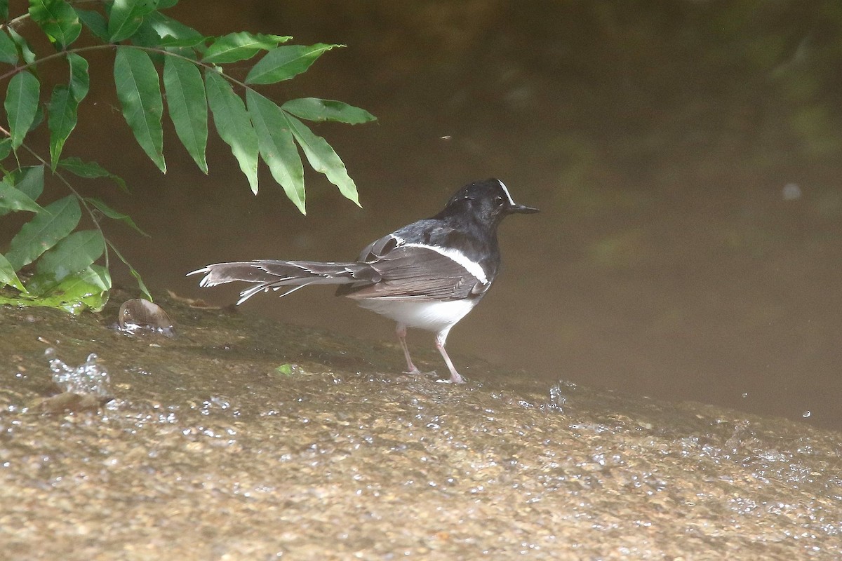 White-crowned Forktail - ML157973291