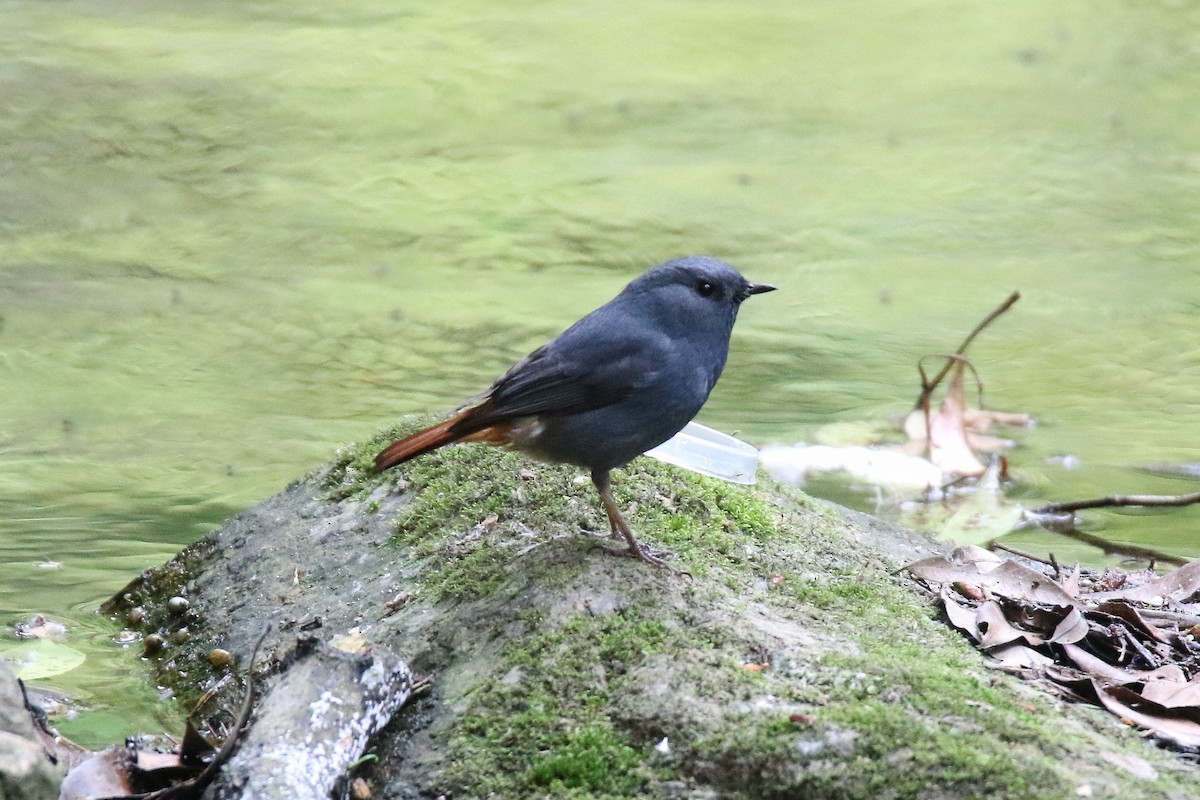 Plumbeous Redstart - ML157973531