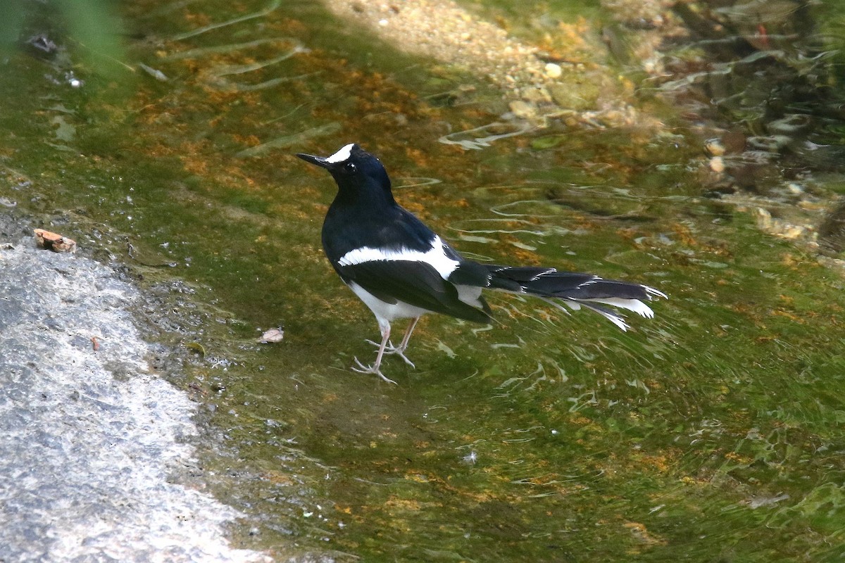 White-crowned Forktail - ML157973571