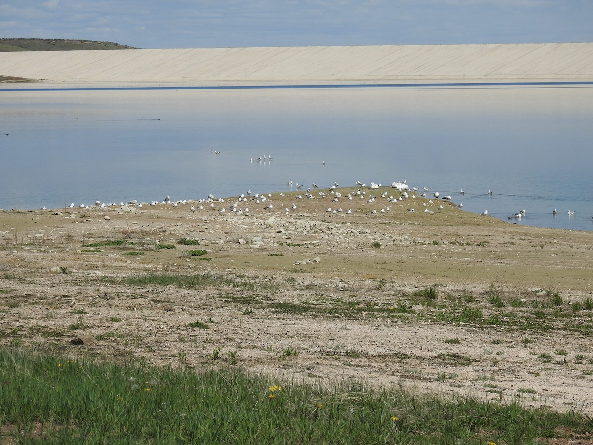 Ringschnabelmöwe - ML157974371