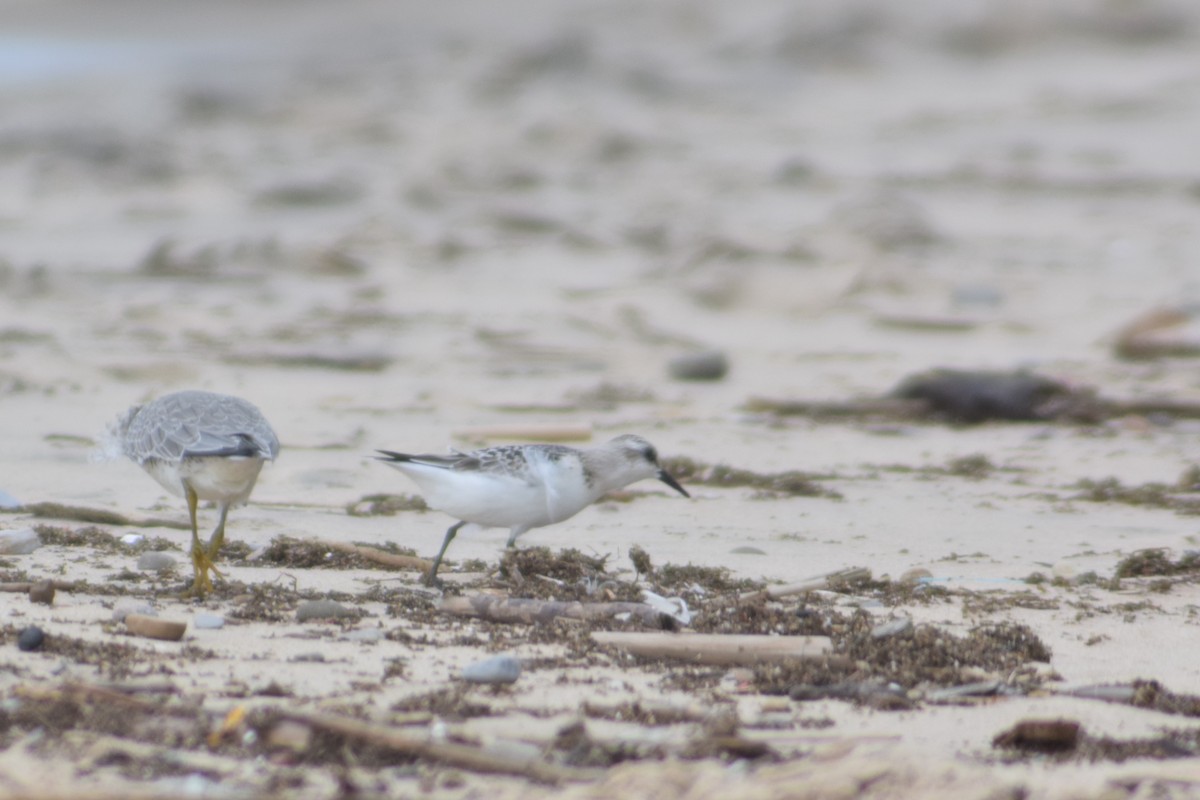 Bécasseau sanderling - ML157975841