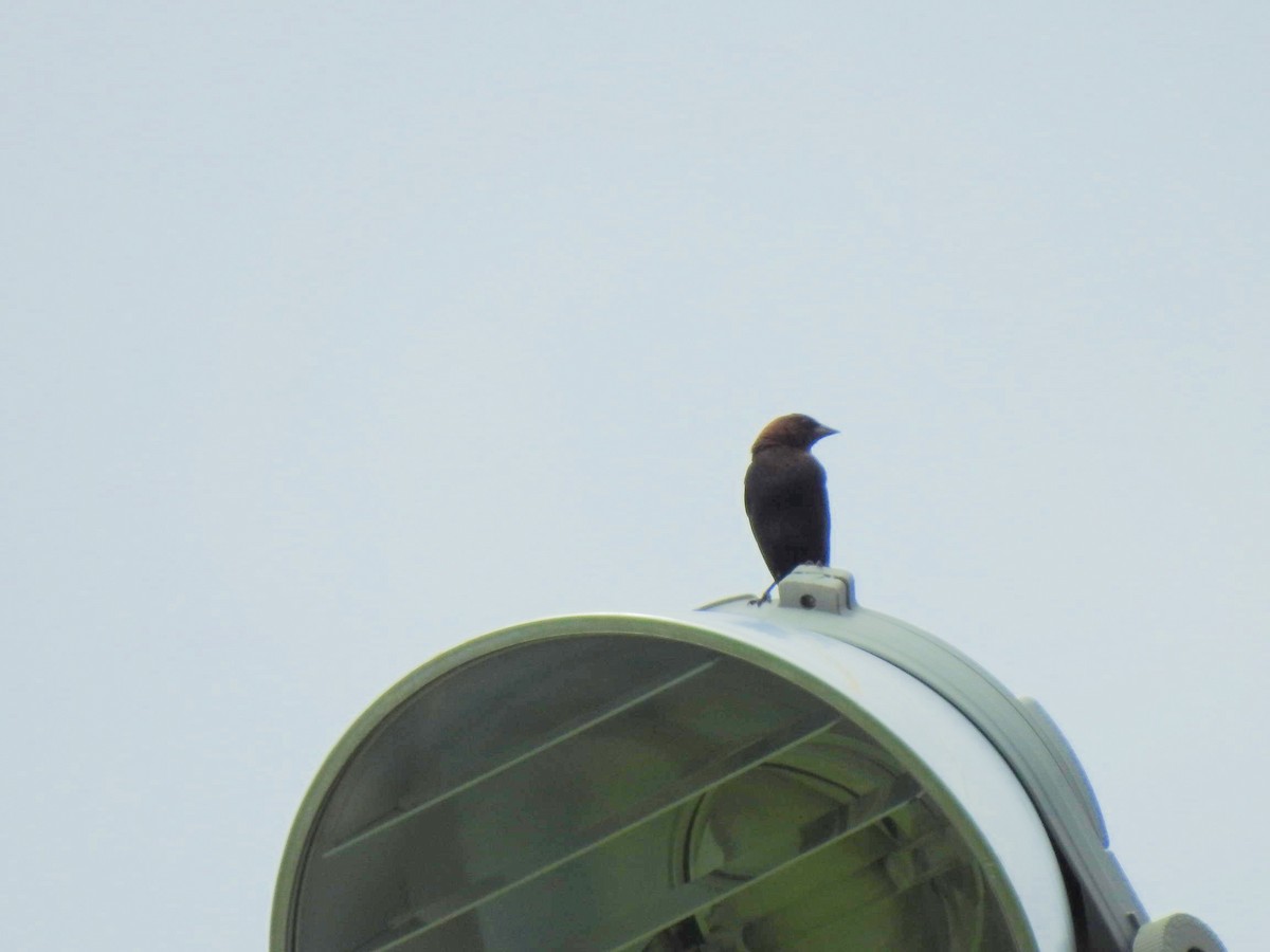 Brown-headed Cowbird - ML157976991