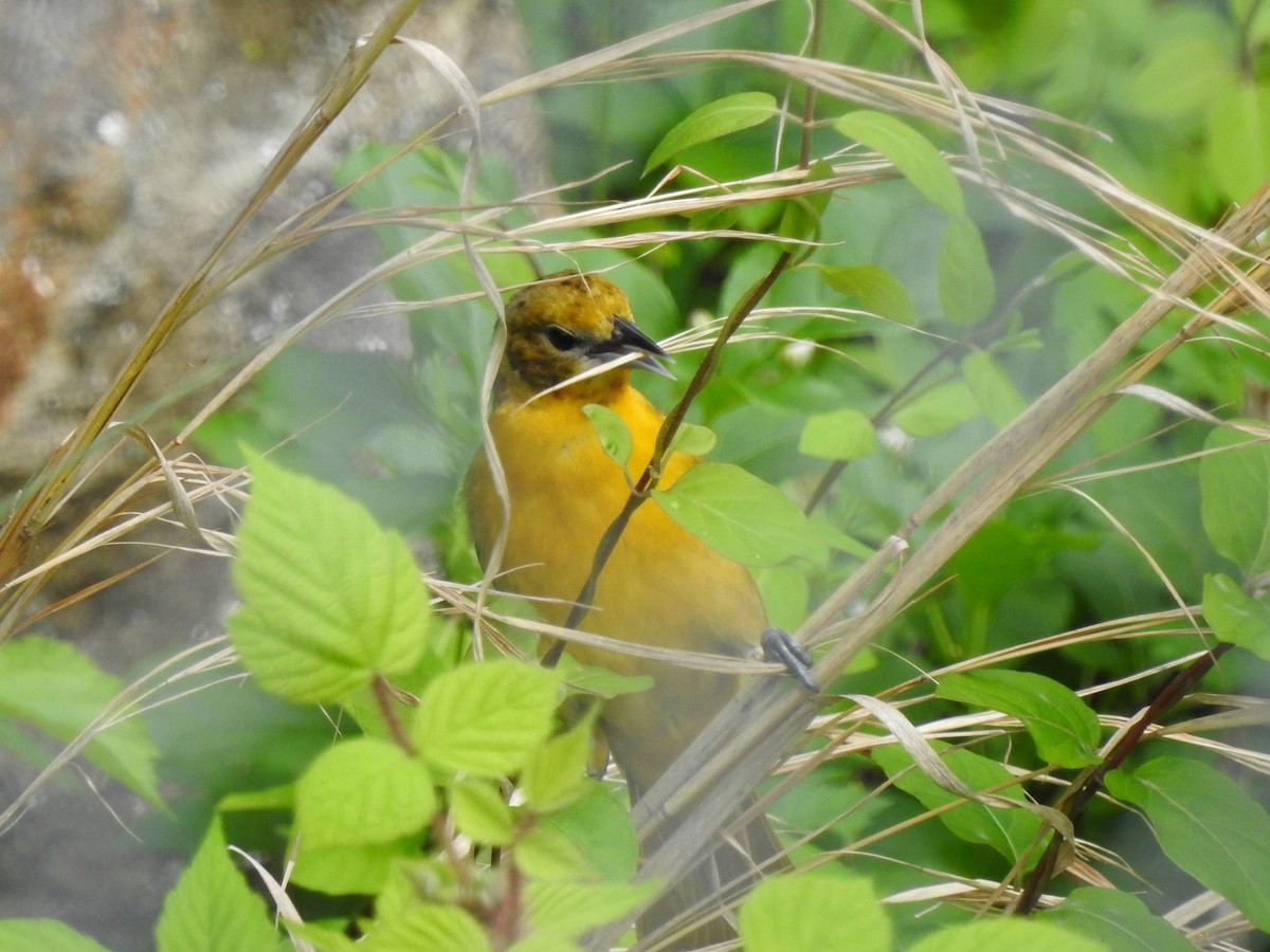 Baltimore Oriole - ML157977401