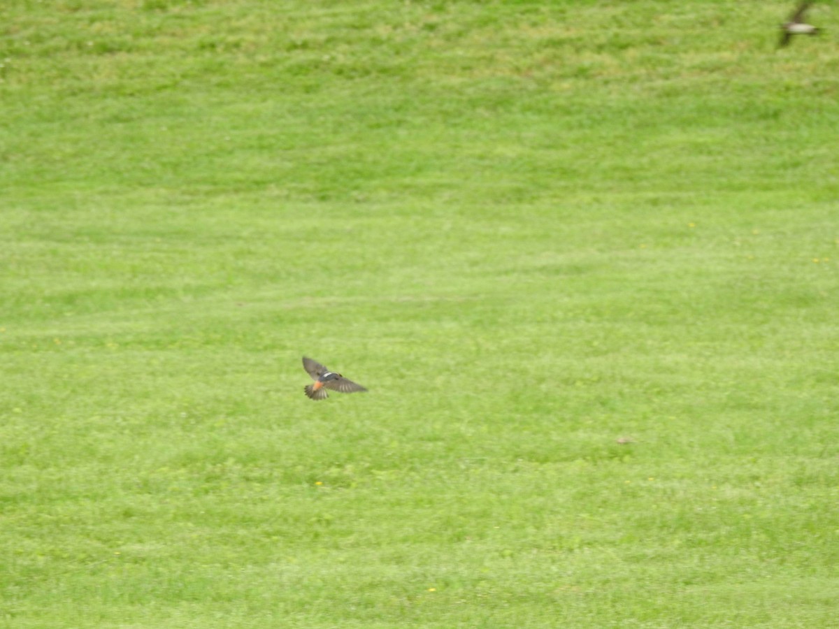 Cliff Swallow - ML157977661