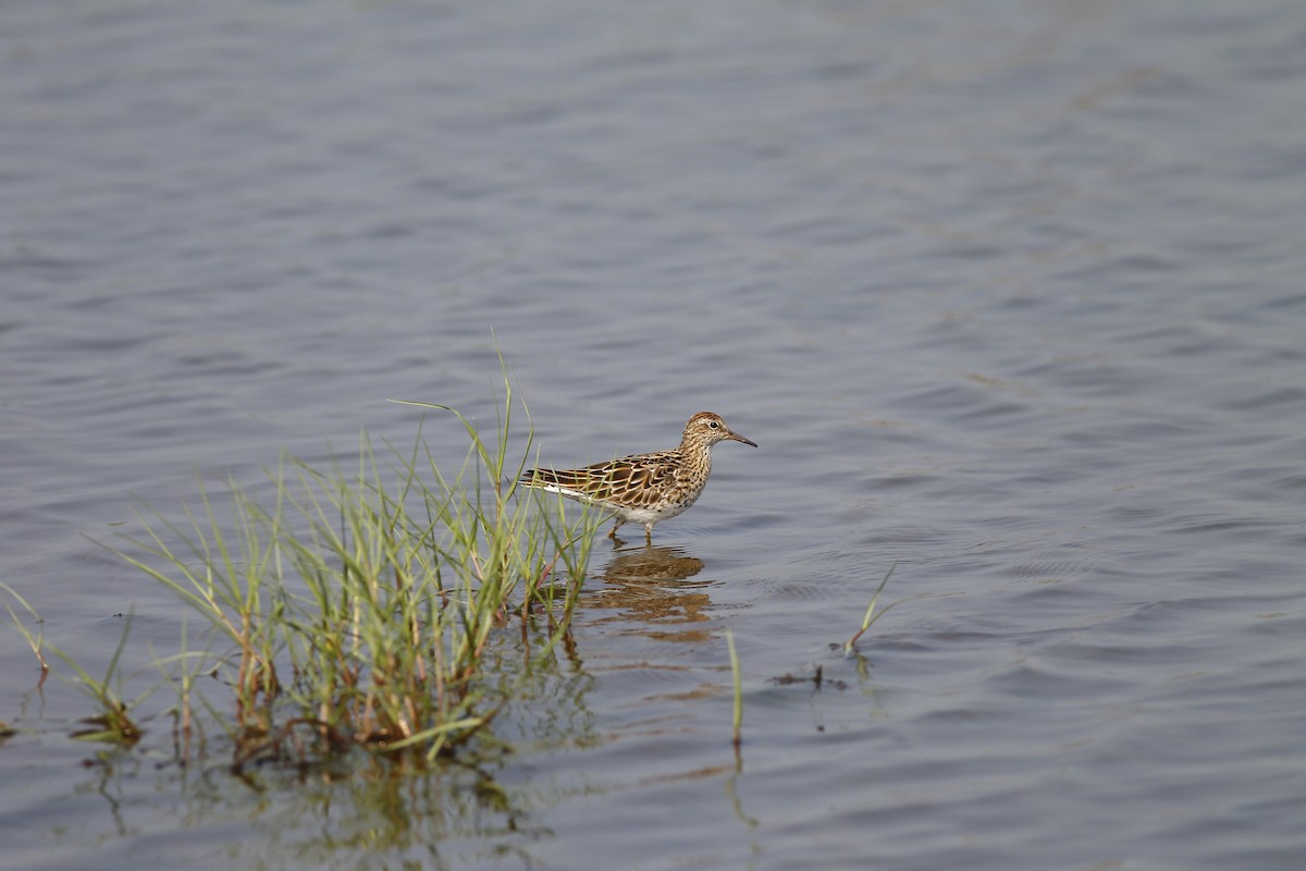 Sharp-tailed Sandpiper - ML157978501