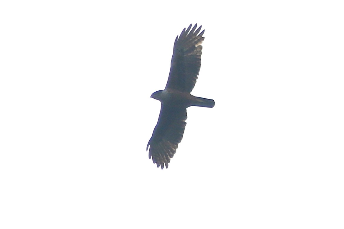 Rufous-bellied Eagle - Bhaarat Vyas