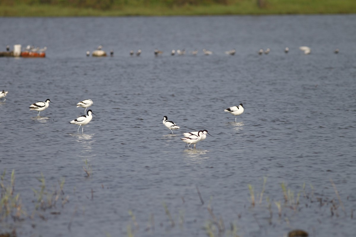 Pied Avocet - ML157979261