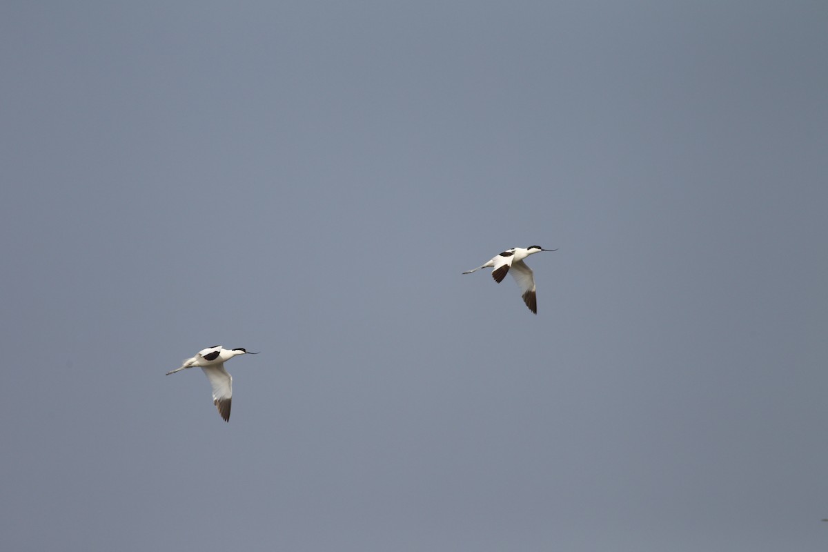 Avoceta Común - ML157979271