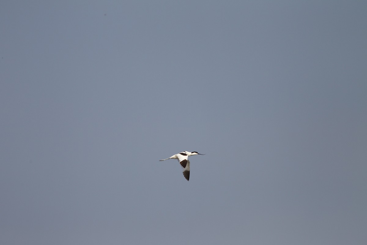 Pied Avocet - ML157979321