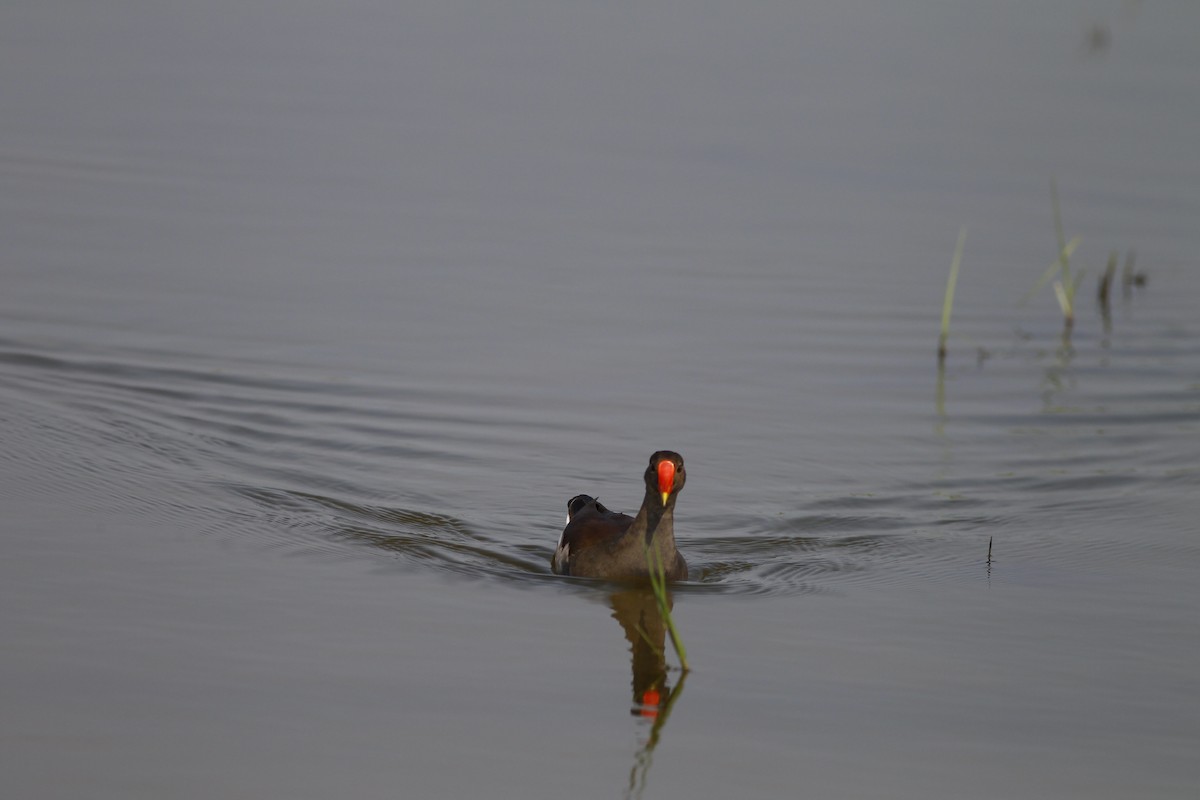 Eurasian Moorhen - ML157979691